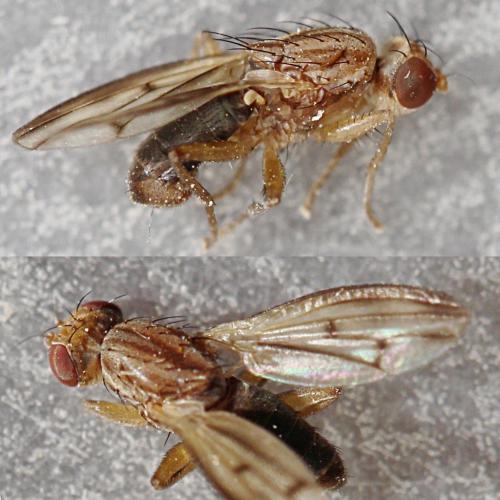 Opomyza germinationis
